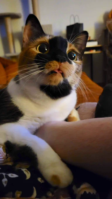 adorable calico cat with a tiny tongue sticking out
