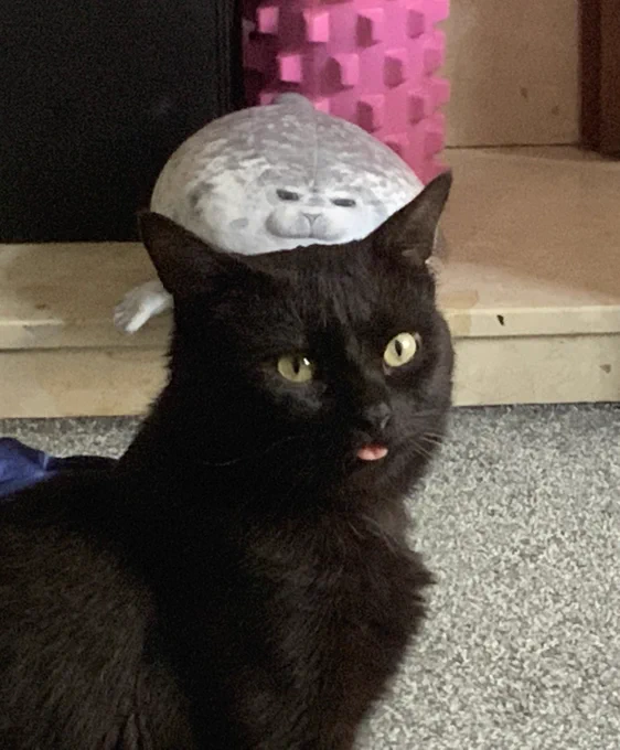 beautiful black cat with the tiniest tongue out