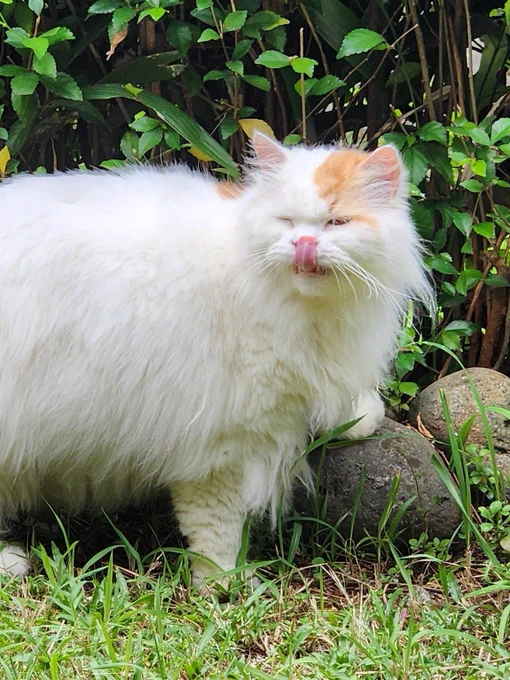 crunchy looking white and orange fluffball cat with its eyes closed and a big tongue out touching its nose