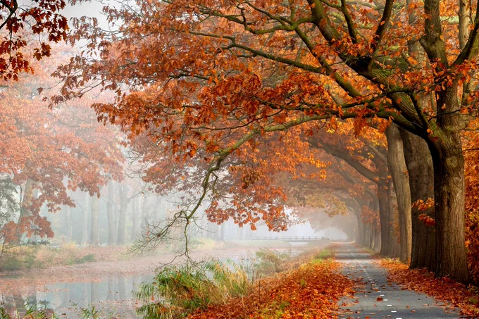 Netherlands in Autumn Photography Tour
31st Oct - 04th November, 2023 
Tutored by Charlotte Bellamy

Our Netherlands photography tour in Autumn 2023 will be led by Charlotte Bellamy. Autumn in the Netherlands is a well kept secret. Whilst tourists flock to the tulips in the spring, autumn in the Netherlands is something special. Rising out of the flat lands, woodlands and forests create impressive contrast in this otherwise ordered and low landscape. 

The Netherlands is beautiful in the autumn, and offers striking photographic opportunities of colour and contrast. Straight lines of trees with overhanging reflections in canals in contrast to the gnarled trunks of the ‘dancing trees’ will leave you surprised and amazed at the landscape of the Netherlands.

Join Charlotte on this tour and she will help you create ICM and double exposures as well as traditional landscapes images. 

https://www.lightandland.co.uk/photography-tours/view/netherlands-in-autumn-photography-tour-2023
