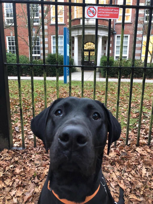Black Labrador sat outside the entrance to avenue campus at the university of Southampton