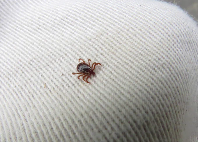 American dog tick on fabric