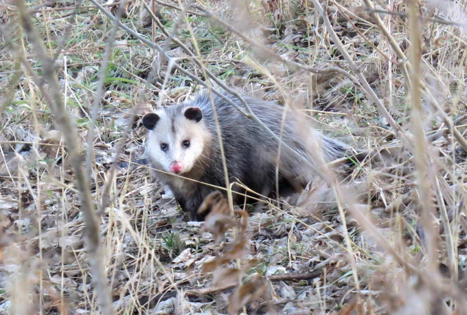 Opossum in tall grass