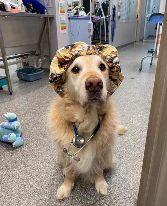 a golden retriever sits on the floor in a medical facility. he’s wearing a floppy scrub hat, a stethoscope around his neck, and a serious expression. a blue stuffed toy is on its side just out of frame. we hope that wasn’t his previous patient