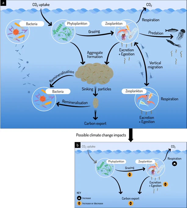 Figure illustrating the role of zooplankton within the biological carbon pump and possible climate-driven impacts on key zooplankton processes.

Zooplankton graze on phytoplankton, transferring carbon and nutrients. Excess nutrients in zooplankton are recycled via excretion and egestion either within the upper ocean or throughout the entire water column as some zooplankton undertake diel vertical migration. Unconsumed phytoplankton form aggregates, and together with zooplankton faecal pellets, these particles rapidly sink and are exported to deeper waters. However, bacteria remineralise much of these sinking particles along its descent. 

The smaller bottom figure showcases the potential direction of change on three zooplankton processes – respiration, grazing, and excretion and egestion, under ocean warming. Studies to date show that zooplankton respiration will increase under a future warmer ocean, however the magnitude of grazing and excretion and egestion are unclear.