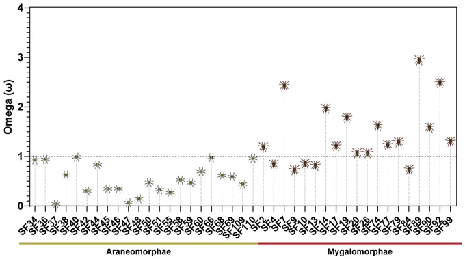 Contrasting molecular evolution of Araneomorph and Mygalomorph spider toxin superfamilies