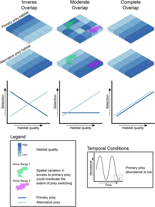 Conceptual figure representing population-level habitat selection by a predator during prey switching (alternative prey hypothesis) relative to primary and alternative prey across varying degrees of spatial overlap