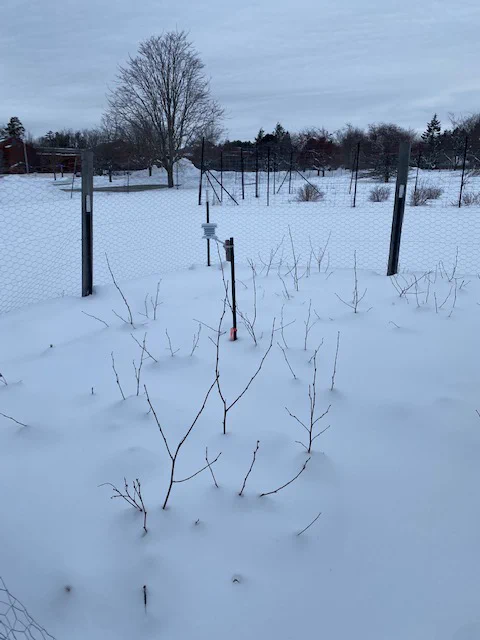 A fenced-in area covered in fresh snow, out of which the tops of dormant birch seedlings and a few oaks and spruces are emerging. In the background is more snow and a distant wooded area.