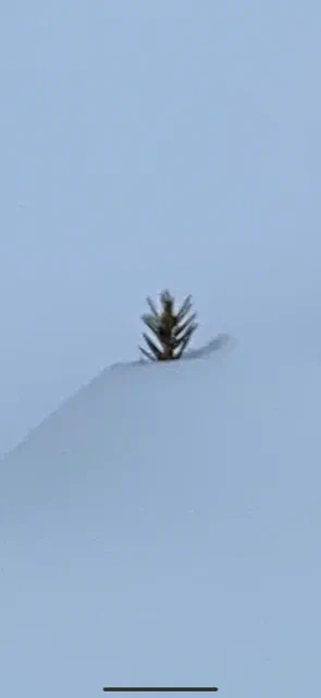 The very tip of a tiny red spruce seedling peeks out of a snowdrift.
