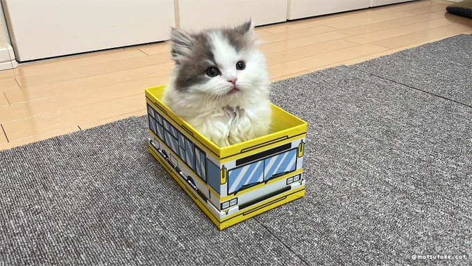 A small white and grey fluffy cat is sitting inside a small cardboard bus.