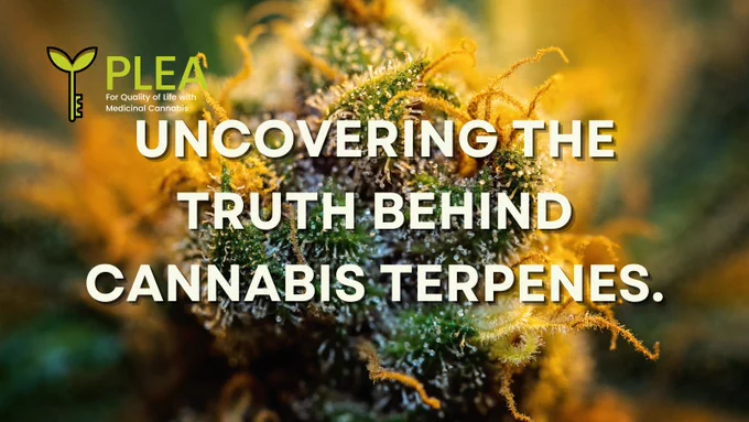 Close-up image of a cannabis plant with orange pistils. In the center of the image is white bold text reading "Uncovering the Truth Behind Cannabis Terpenes." The PLEA logo is also visible in the top left corner.