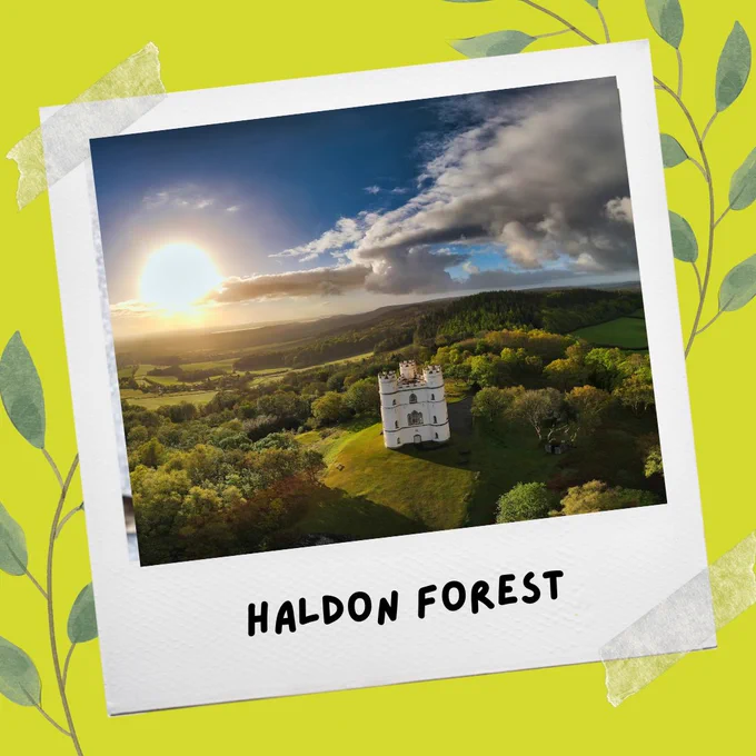 Haldon Forest.
