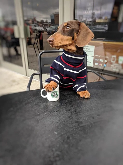 cachorro salsicha vestindo uma blusinha de frio de gola alta listrada de pé na cadeira com uma patinha sobre a mesa e a outra sobre uma caneca do starbucks e olhando de lado