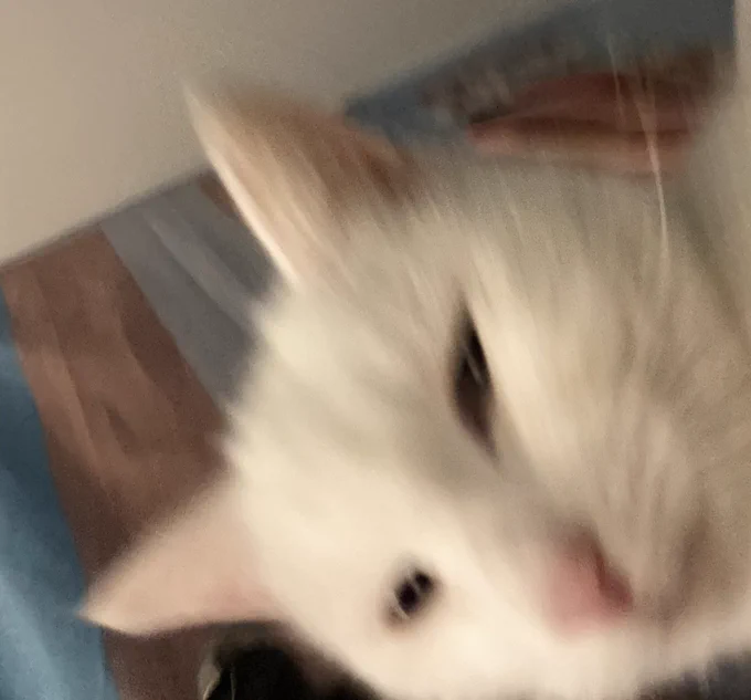 this is a very blurry picture of Stinky in front of my trans flag hanging on the wall behind her.