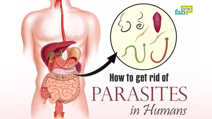 Photo Credit: https://imsyser.co.za/dealing-with-parasites/