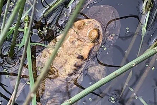 A toad