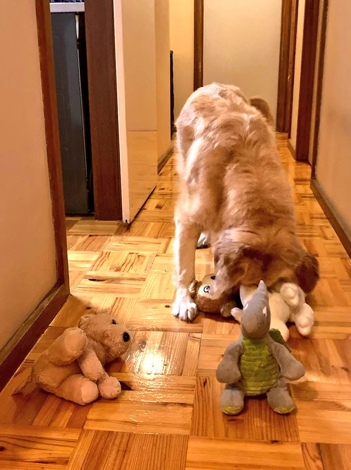 Panko the golden retriever is playing in the hallway with a stuffed dragon, puppy, monkey and sheep