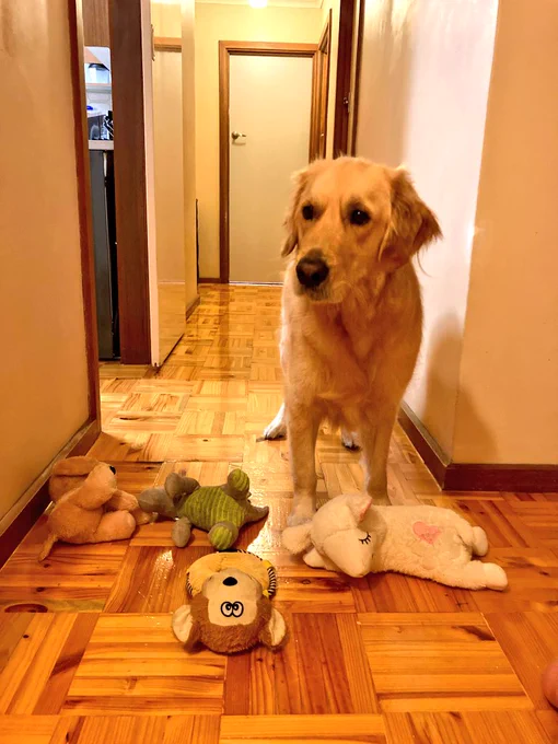 Panko the golden retriever is playing in the hallway with a stuffed dragon, puppy, monkey and sheep