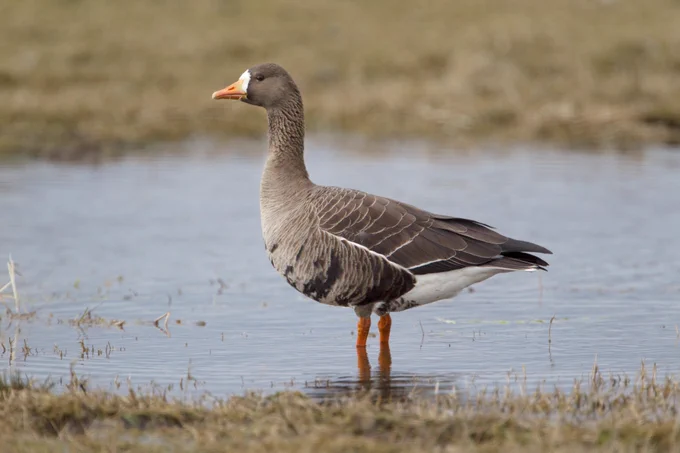 Image of a Greenland White fronted goose standing in water in field. The goose has orange legs and bill, white around the bill where it joins the head and on the rear underside, the majority of the remaining plumage is grey. Photo credit: E Fellows