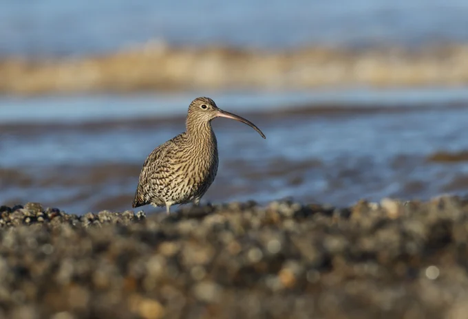 Eurasian Curlew with pale brown plumage flecked with dark brown, distinctive long curved bill, standing on a pebble beach. Image credit: L Cuttings