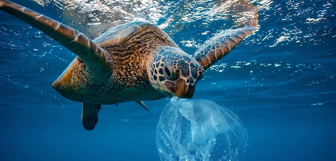 Sapevate che l’80% dei rifiuti dispersi nell’ambiente marino e costiero di Italia, Tunisia e Libano è rappresentato da plastica? Per Giorgio Zampetti, Direttore generale di Legambiente, «il problema "Marine Litter" va affrontato a livello internazionale». Il nostro articolo su www.ghigliottina.info