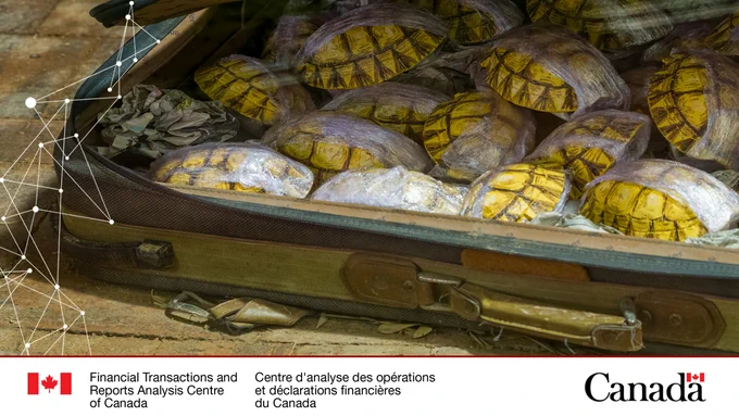 Animal smuggling concept of tortoise shells individually wrapped in cellophane being smuggled in a suitcase. 
