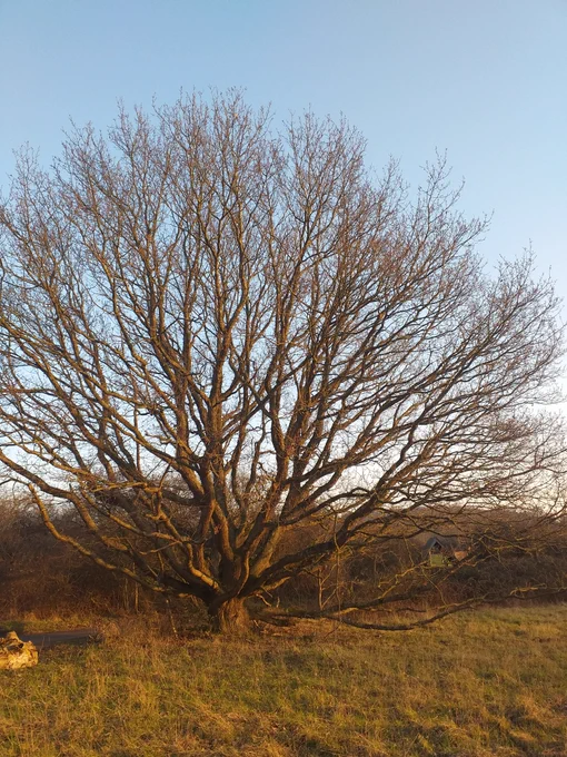 An oak tree with a mass of branches.