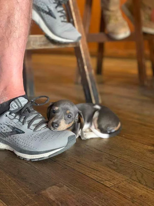 a person’s legs are visible while they sit in a stool. they have one foot propped up and the other gray sneaker resting on the wood floor. a teeny tiny tricolor puppy with silvery gray, brown, and white fur is resting her chin on the toe of the gray running shoe, which is bigger than she is, while the rest of her body is curled up beside it. her eyes look a little droopy, like maybe she could go for a nap right now.