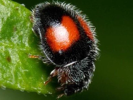 Mark Ayers, iNaturalist Australia