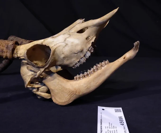 Impala skull on a black background from the right side plus label, photo: MfN Berlin
