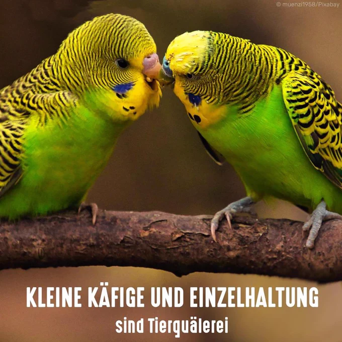 Zwei Wellensittiche auf einem Ast. Bildtext: Kleine Käfige und Einzelhaltung sind Tierquälerei.