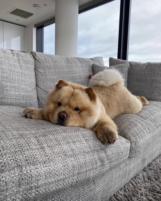 a light tan chow puppy sploots out on a gray sofa, all four paws splayed in different directions, and a very fluffy white curly tail the only indication that this dog has not completely melted.