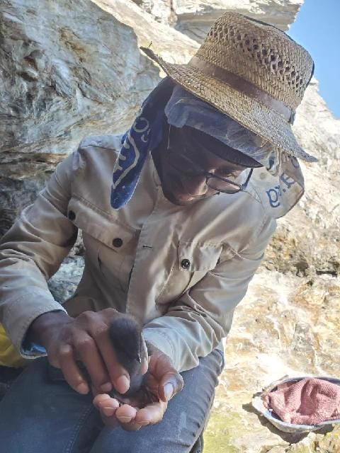 A photo of Adé holding a black guillemot chick, a tennis ball-sized floof of grayish-black feathers.