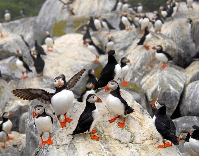 Photo by Derrick Z. Jackson of a large colony of Atlantic puffins standing on a rocky ledge. Dozens of little white-chested, black-backed birds with deep orange feet and large orange, yellow, and grayish blue beaks can be seen across the image, including one in the foreground spreading its wings as it stares at the camera.