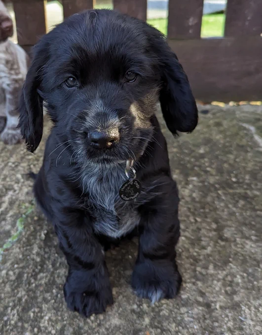 Cocker spaniel puppy Darwin is sitting on a concrete floor outside and there is a wooden fence behind him. Darwin has mainly black fur with white patches of fur down the centre of his tummy and around his nose.