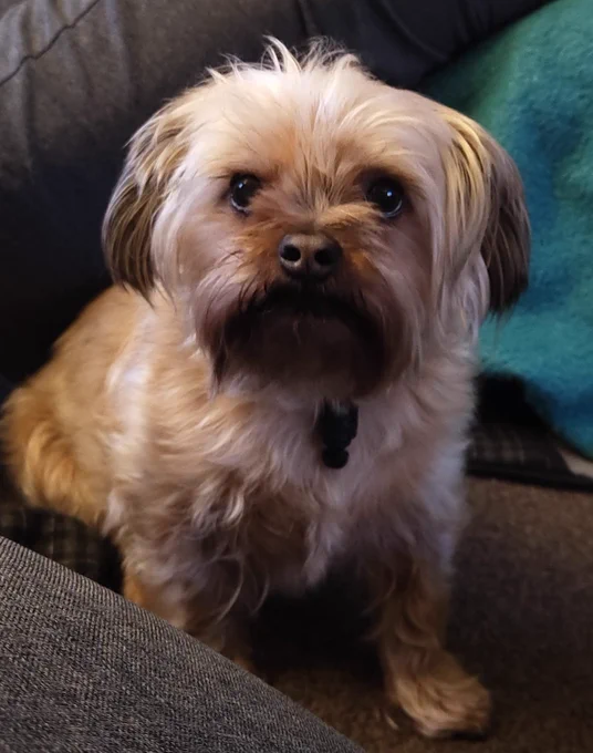 Small furry sandy coloured dog looks at the camera