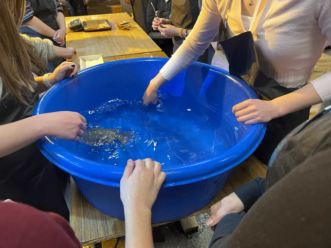 Student hands are reaching into a tub of water with a tilapia inside during an aquaculture course.