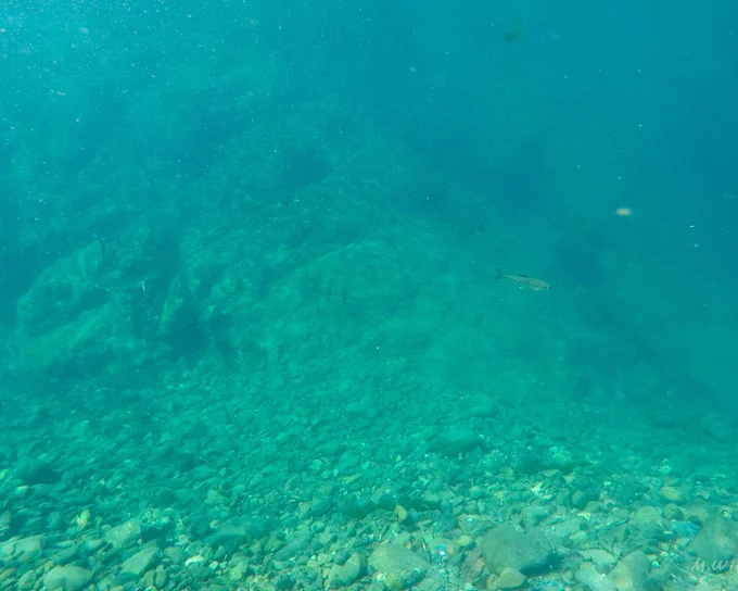 Trout blend into the water in Blue Creek.