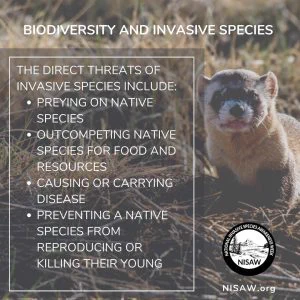 The direct threat of invasive species include: preying on native species, outcompeteing native species for food and resources, causing or carrying disease, preventing a native species from reproducing or killing their young