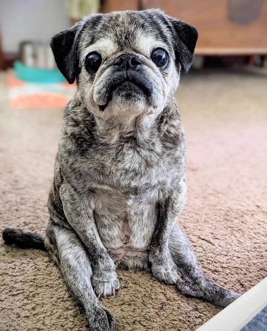 a brindled black and grey senior pug sits up on her butt. her hind legs are splayed straight out in front of her as her front legs help prop her up. she's looking directly at you with large, dark eyes and an incredible pout.