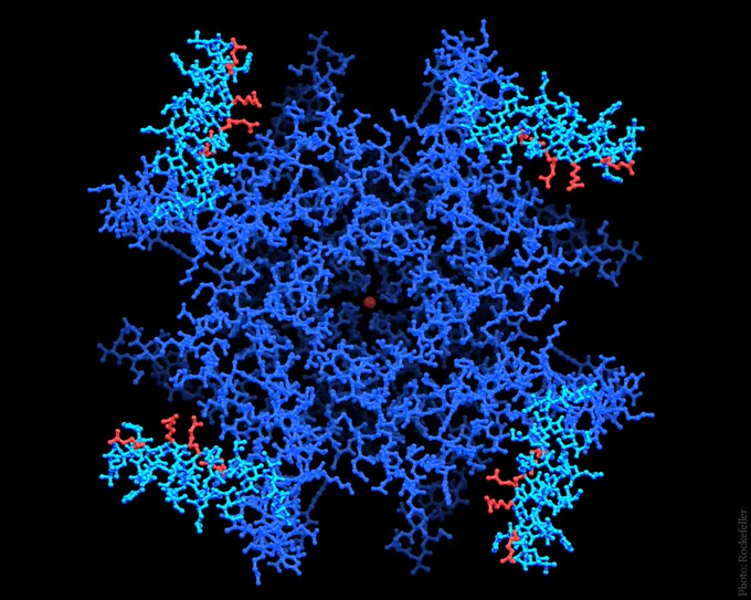 Overhead view of a voltage-dependent potassium ion channel shows four red-tipped "paddles" that open and close in response to positive and negative charges.