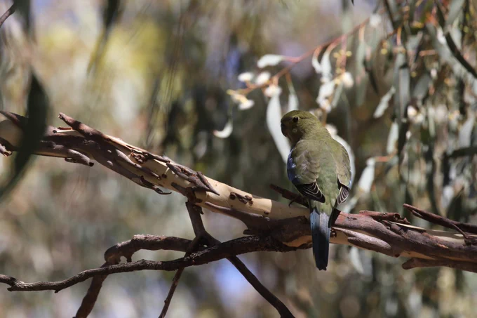 A Blue-winged Parrot blends in with its leafy surroundings.