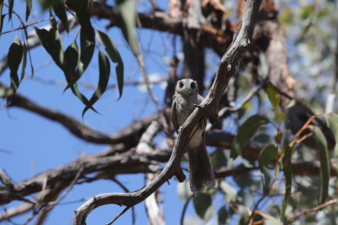 An Australian Owlet-nightjar perched on an exposed eucalypt branch during the day.