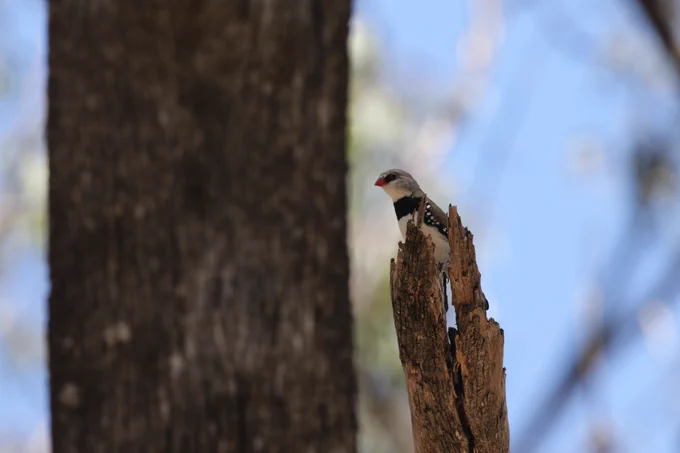A Diamond Firetail peers at me from the top of a dead branch.