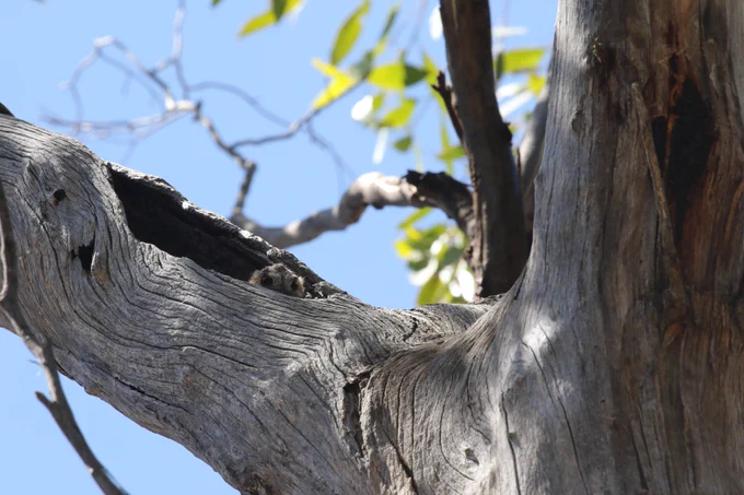 An Australian Owlet-nightjar pokes its head out of a tree hollow.