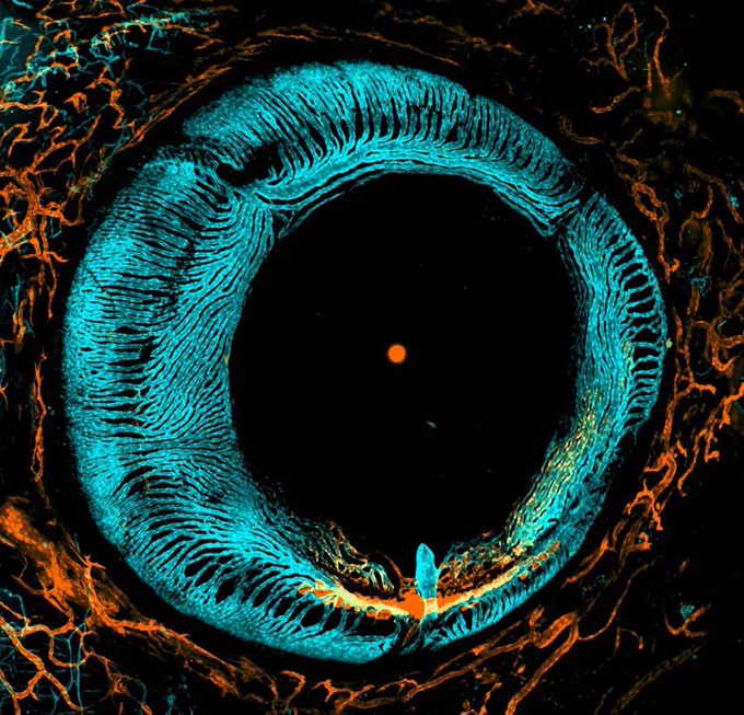 Confocal image of an adult zebrafish eye. The blood vessels are marked in cyan and the lymphatic vessels are marked in orange.