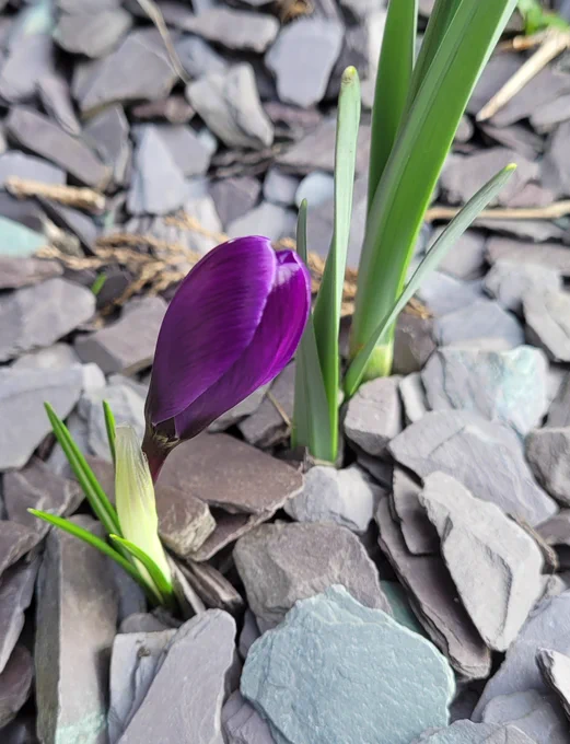 Purple crocus in bloom 