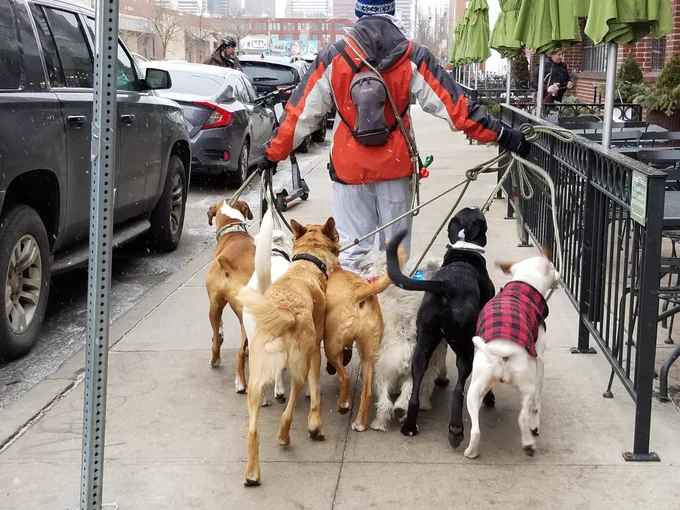 A true leader makes decisions on direction - but allows the dogs to follow in their own right. Keeping up with the pack, but still being your own dog!