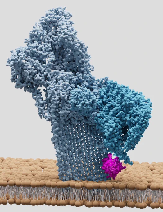 CD59 (pink) captures and redirects pore-forming b-hairpins of MAC assembly intermediates (blue).