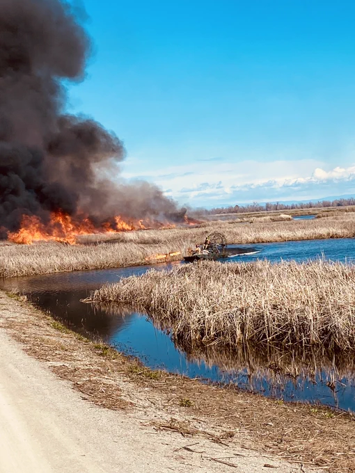 An airboat is shown navigating a wetland and bulrush islands in front of a prescribed burn that is flaming and producing black smoke. 